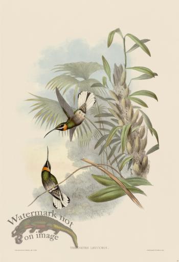 Gould Hummingbird 013